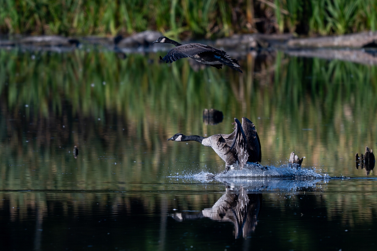 David Plant Photography - Wildlife Photography - Canada goose - H.jpg - Canada goose - Sarsaparilla trail, Stony Swamp, Ontario