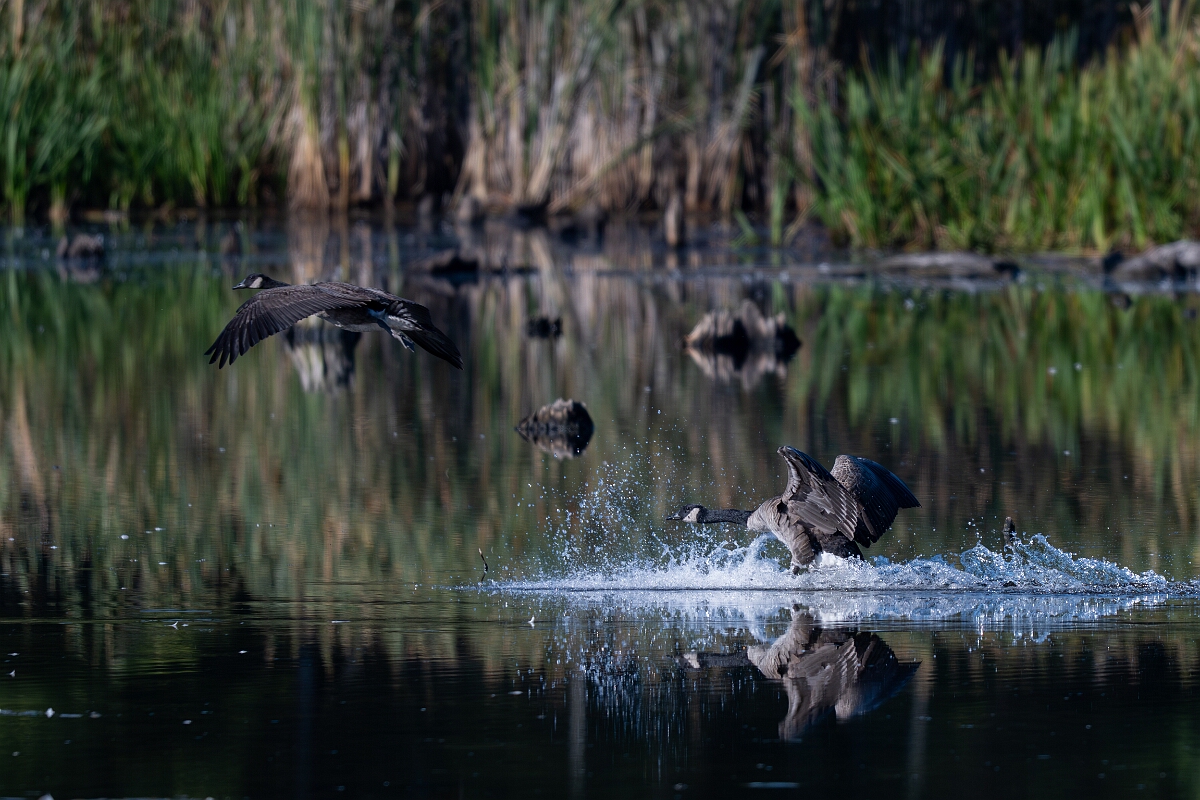 David Plant Photography - Wildlife Photography - Canada goose - I.jpg - Canada goose - Sarsaparilla trail, Stony Swamp, Ontario