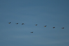 David Plant Photography - Wildlife Photography - Canada goose - D