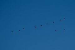 David Plant Photography - Wildlife Photography - Canada goose - E