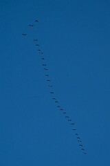 David Plant Photography - Wildlife Photography - Canada goose - F