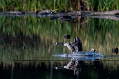 David Plant Photography - Wildlife Photography - Canada goose - H