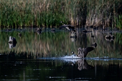David Plant Photography - Wildlife Photography - Canada goose - J