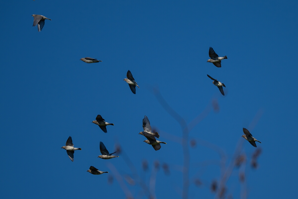 David Plant Photography - Wildlife Photography - Cedar waxwing - A.jpg - Cedar waxwing - Bruce Pit, Stony Swamp, Ontario
