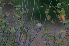 David Plant Photography - Wildlife Photography - Clay-colored sparrow - A