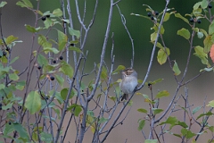 David Plant Photography - Wildlife Photography - Clay-colored sparrow - B