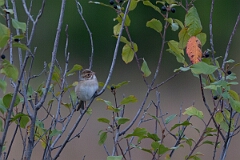 David Plant Photography - Wildlife Photography - Clay-colored sparrow - C