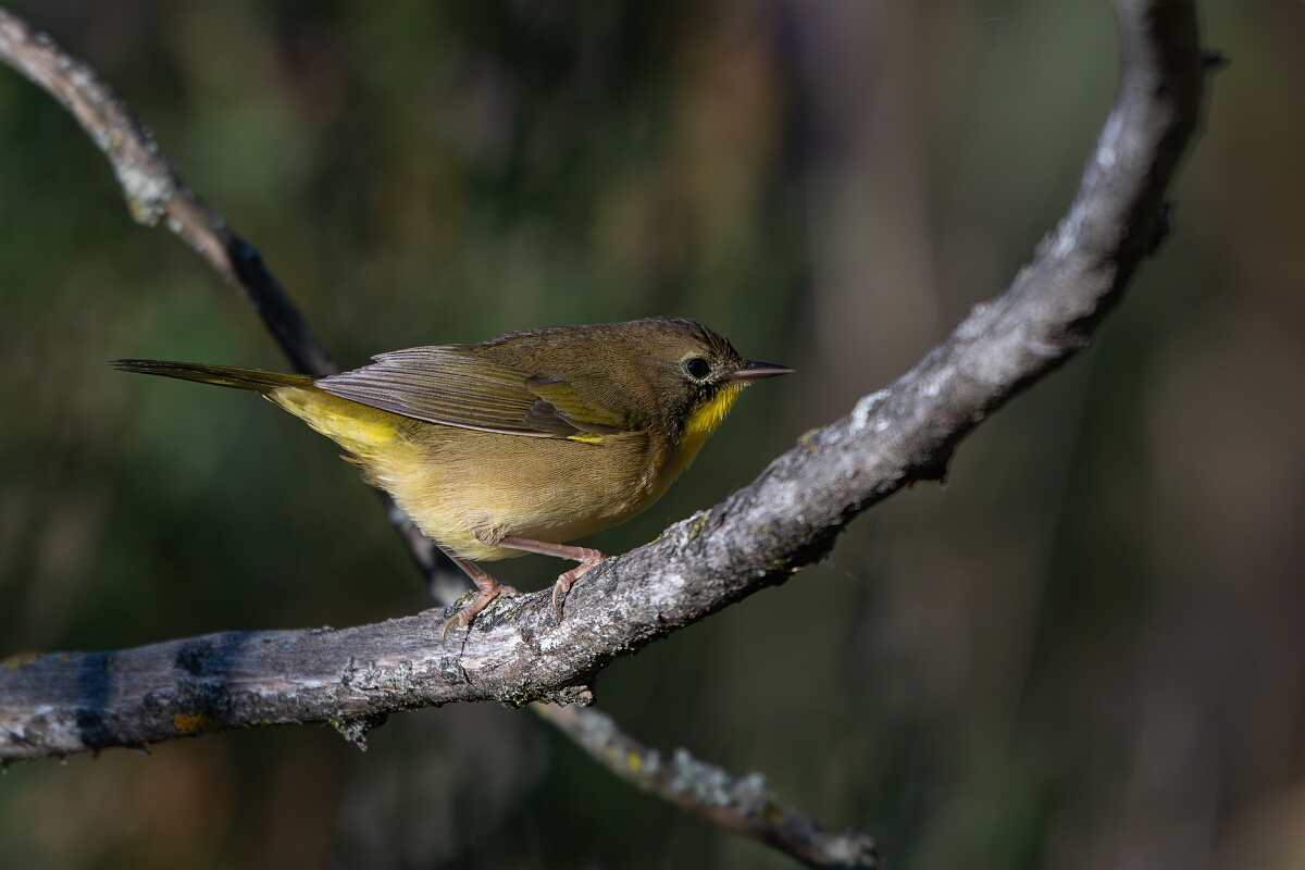David Plant Photography - Wildlife Photography - Common yellowthroat - A.jpg - Common yellowthroat - Beaver trail, Stony Swamp, Ontario