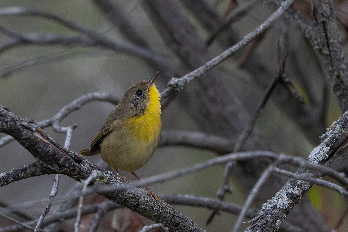 David Plant Photography - Wildlife Photography - Common yellowthroat - B.jpg - Common yellowthroat - Burnt Land Provincial Park, Ontario