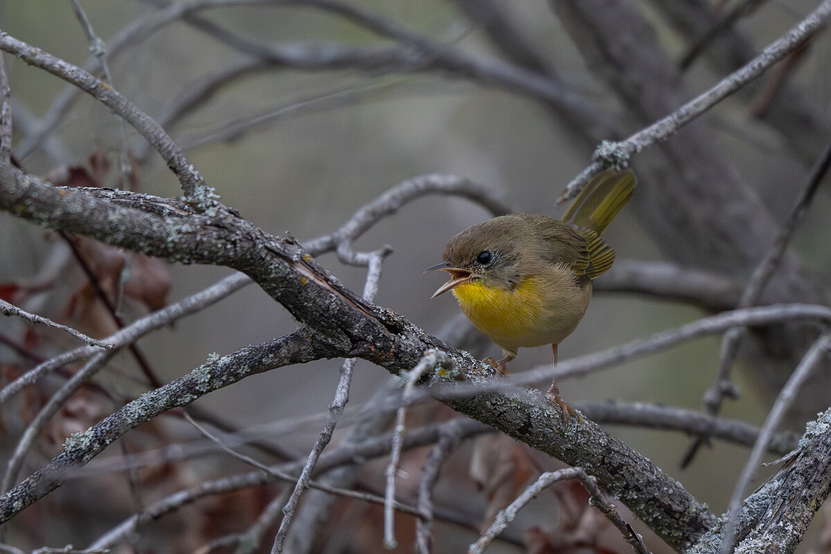 David Plant Photography - Wildlife Photography - Common yellowthroat - C.jpg - Common yellowthroat - Burnt Land Provincial Park, Ontario