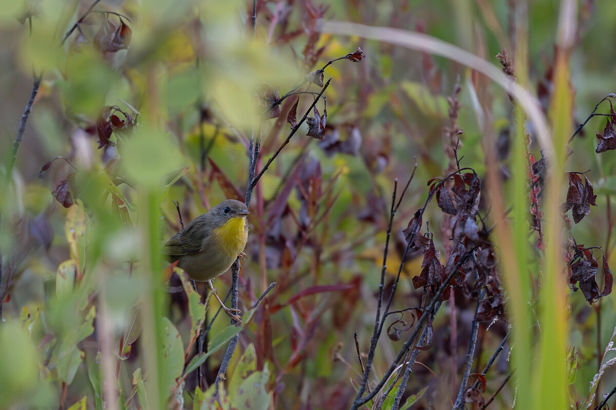 David Plant Photography - Wildlife Photography - Common yellowthroat - D.jpg - Common yellowthroat - Burnt Land Provincial Park, Ontario