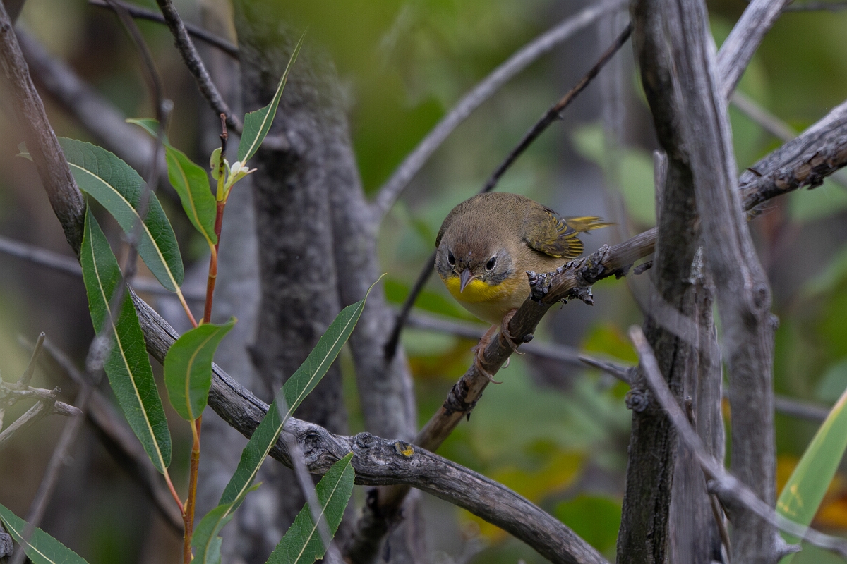David Plant Photography - Wildlife Photography - Common yellowthroat - F.jpg - Common yellowthroat - Old Almonte Road, Manion Corners, Ontario