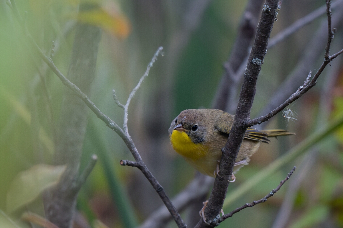 David Plant Photography - Wildlife Photography - Common yellowthroat - H.jpg - Common yellowthroat - Old Almonte Road, Manion Corners, Ontario