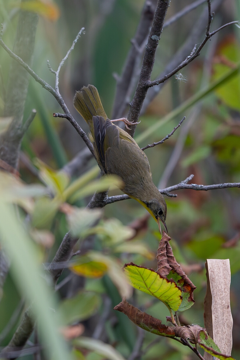 David Plant Photography - Wildlife Photography - Common yellowthroat - I.jpg - Common yellowthroat - Old Almonte Road, Manion Corners, Ontario
