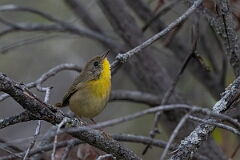 David Plant Photography - Wildlife Photography - Common yellowthroat - B