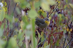 David Plant Photography - Wildlife Photography - Common yellowthroat - E