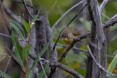 David Plant Photography - Wildlife Photography - Common yellowthroat - F