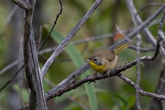David Plant Photography - Wildlife Photography - Common yellowthroat - G