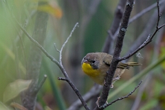 David Plant Photography - Wildlife Photography - Common yellowthroat - H