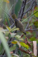 David Plant Photography - Wildlife Photography - Common yellowthroat - I