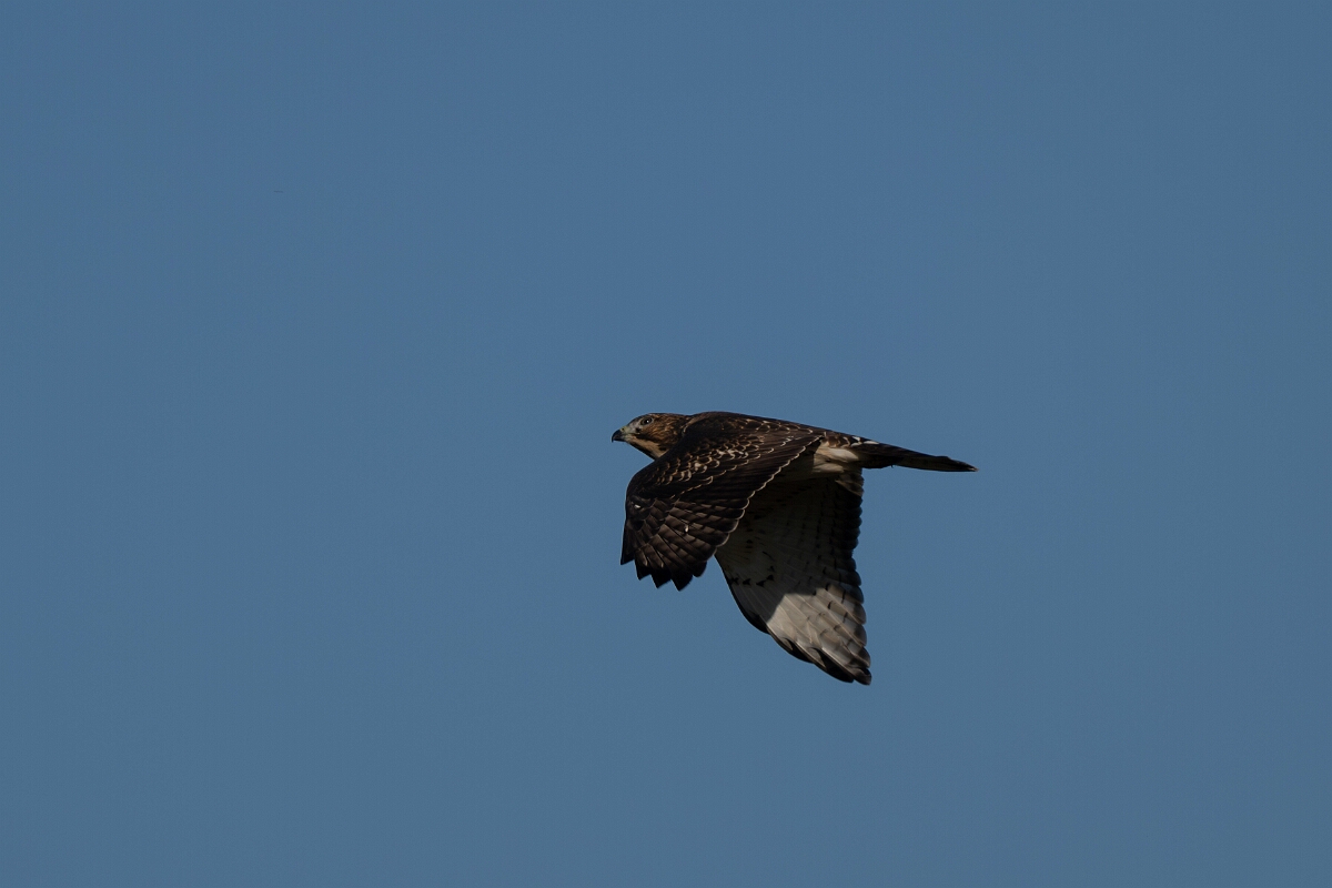 David Plant Photography - Wildlife Photography - Cooper's hawk - A.jpg - Cooper's hawk - Bruce Pit, Stony Swamp, Ontario