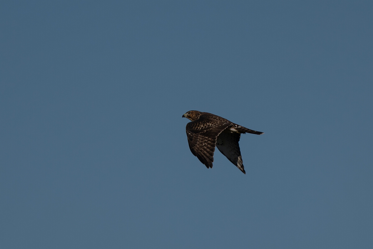 David Plant Photography - Wildlife Photography - Cooper's hawk - B.jpg - Cooper's hawk - Bruce Pit, Stony Swamp, Ontario