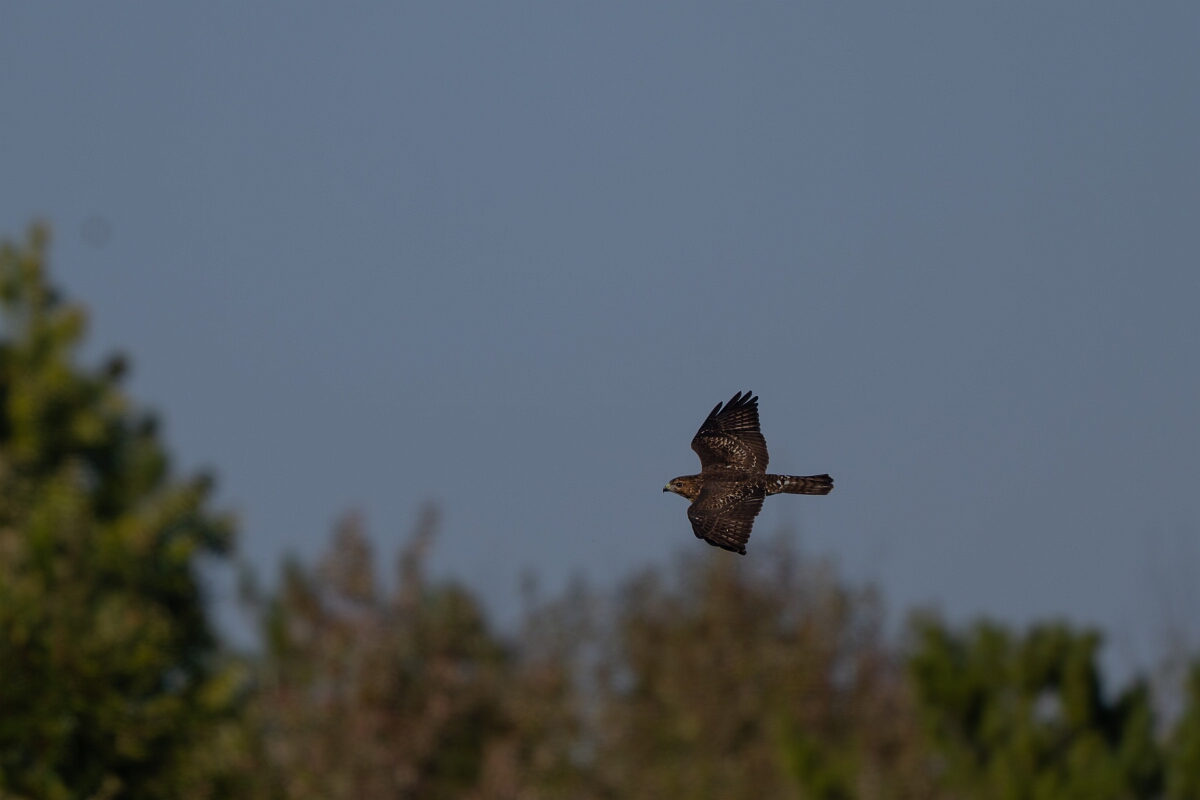 David Plant Photography - Wildlife Photography - Cooper's hawk - C.jpg - Cooper's hawk - Bruce Pit, Stony Swamp, Ontario