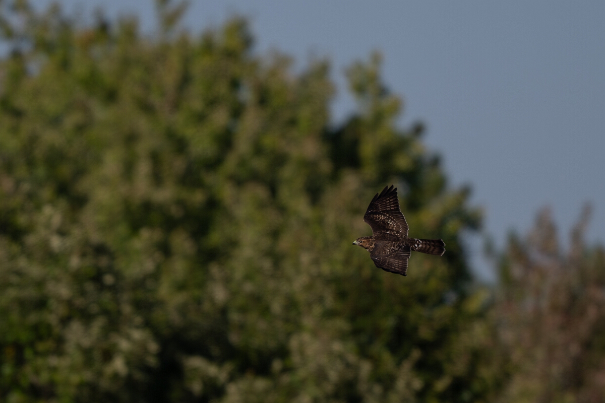 David Plant Photography - Wildlife Photography - Cooper's hawk - D.jpg - Cooper's hawk - Bruce Pit, Stony Swamp, Ontario