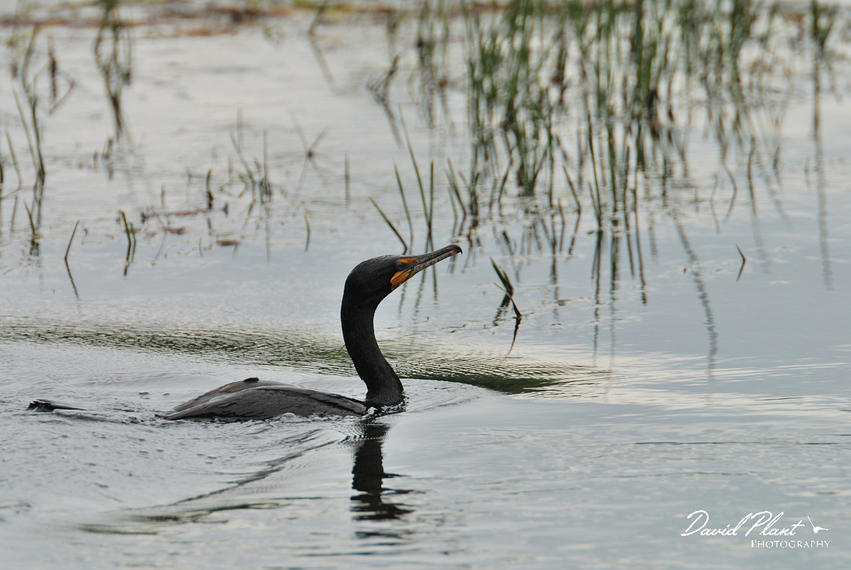 David Plant Photography - Wildlife Photographer - Double-crested cormorant - A.jpg - Double-crested cormorant - Rideau River, Ottawa, ON
