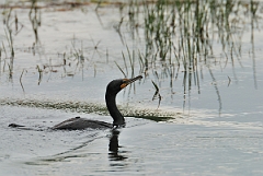 David Plant Photography - Wildlife Photographer - Double-crested cormorant - A