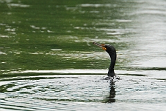 David Plant Photography - Wildlife Photographer - Double-crested cormorant - B