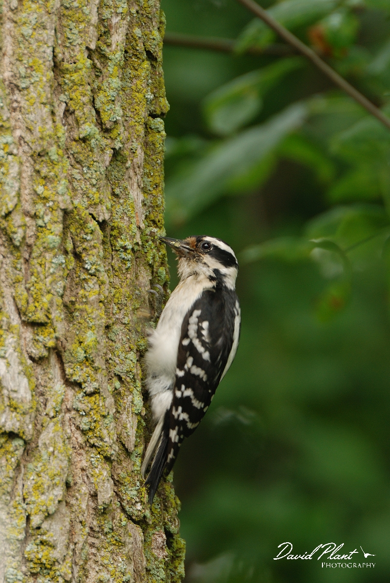 David Plant Photography - Wildlife Photographer - Downy woodpecker - A.jpg - Downy woodpecker female - Ottawa, ON