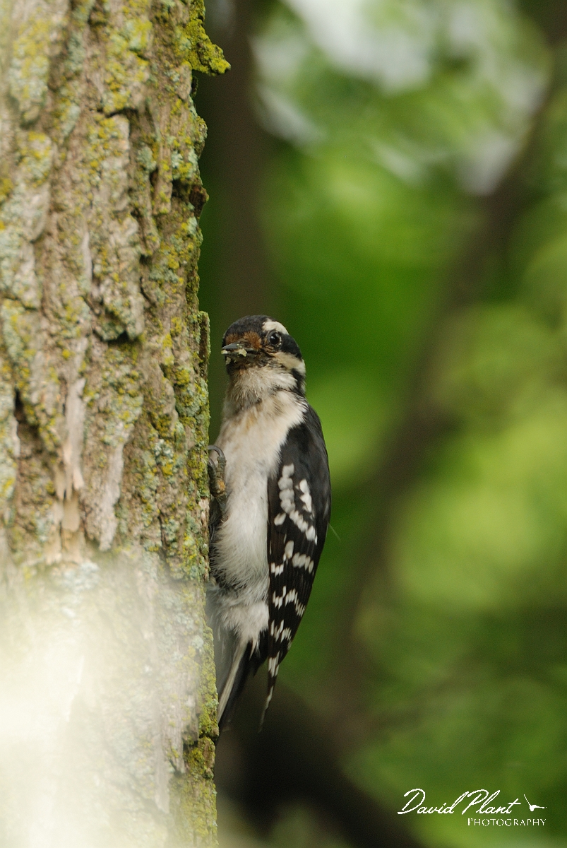 David Plant Photography - Wildlife Photographer - Downy woodpecker - B.jpg - Downy woodpecker female - Ottawa, ON