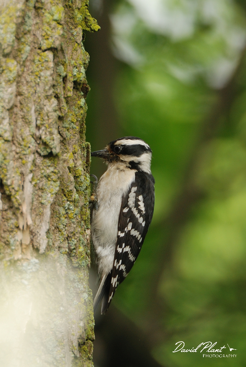 David Plant Photography - Wildlife Photographer - Downy woodpecker - C.jpg - Downy woodpecker female - Ottawa, ON