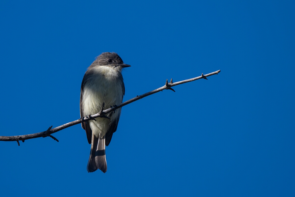 David Plant Photography - Wildlife Photography - Eastern phoebe - A.jpg - Eastern phoebe - Beaver trail, Stony Swamp, Ontario