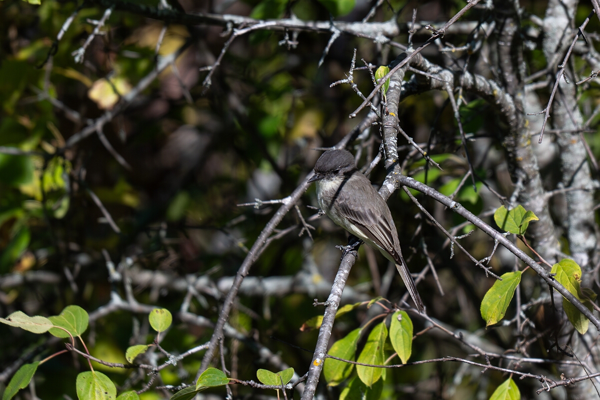 David Plant Photography - Wildlife Photography - Eastern phoebe - B.jpg - Eastern phoebe - Bruce Pit, Stony Swamp, Ontario