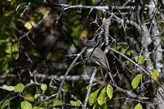 David Plant Photography - Wildlife Photography - Eastern phoebe - B