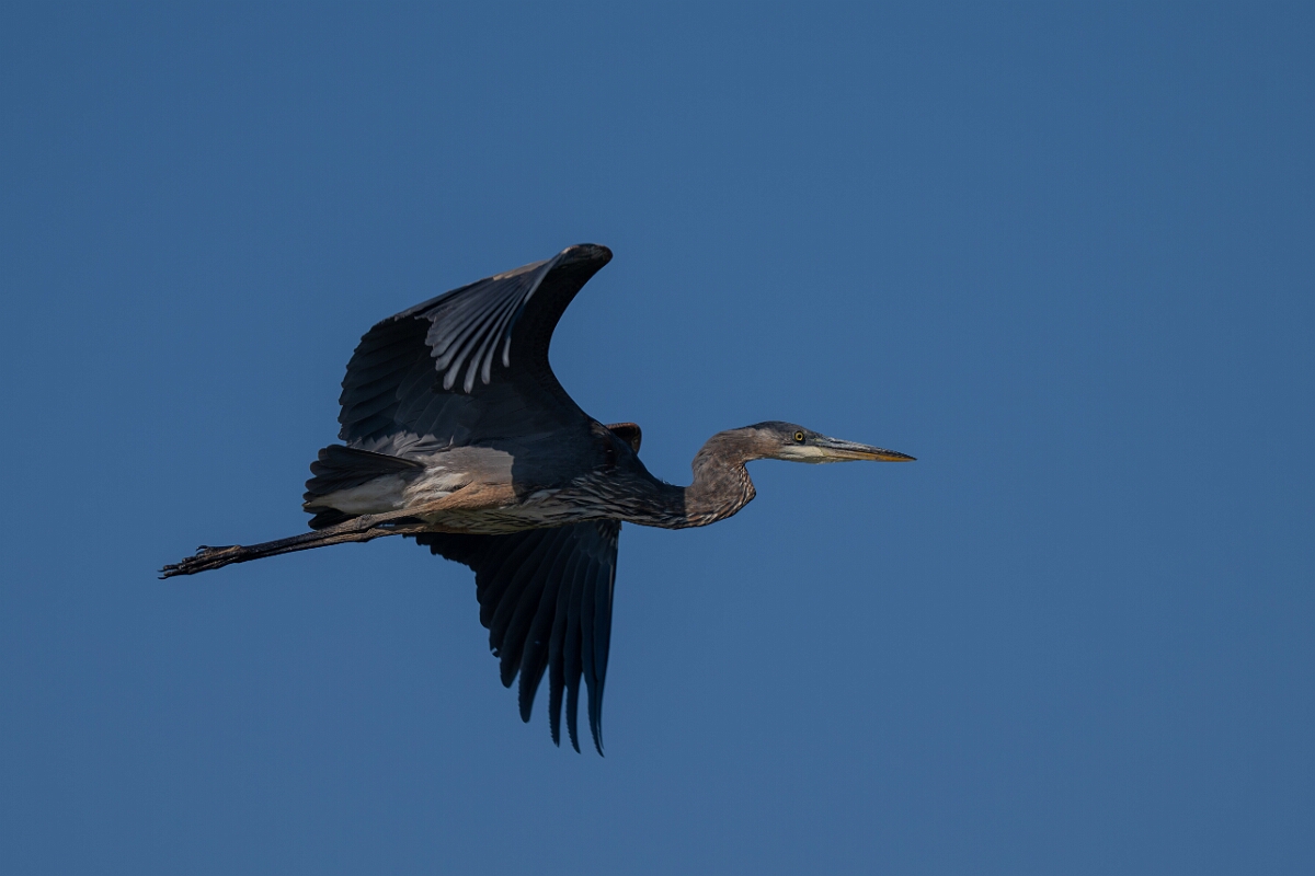 David Plant Photography - Wildlife Photography - Great blue heron - E.jpg - Great blue heron - Burnt Land Provincial Park, Ontario