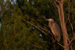 David Plant Photography - Wildlife Photography - Great blue heron - A