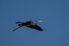 David Plant Photography - Wildlife Photography - Great blue heron - D