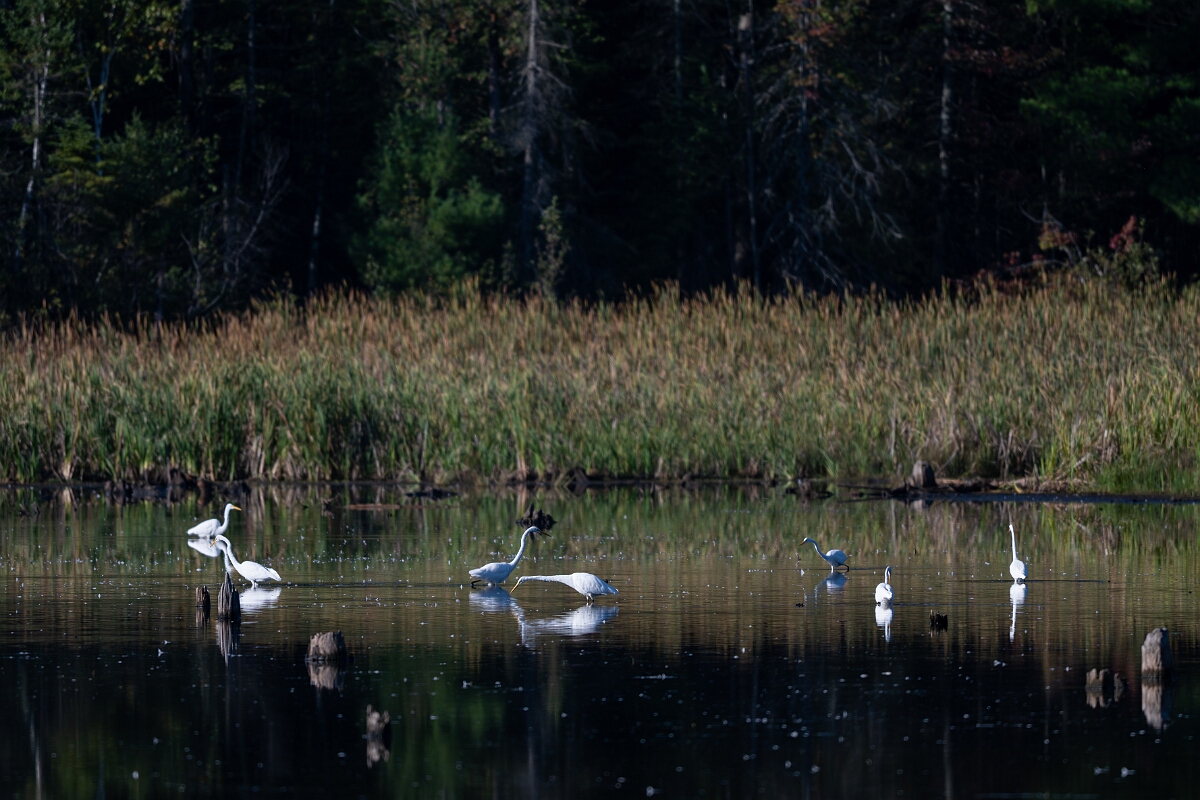 David Plant Photography - Wildlife Photography - Great egret - A.jpg - Great egret - Sarsaparilla trail, Stony Swamp, Ontario