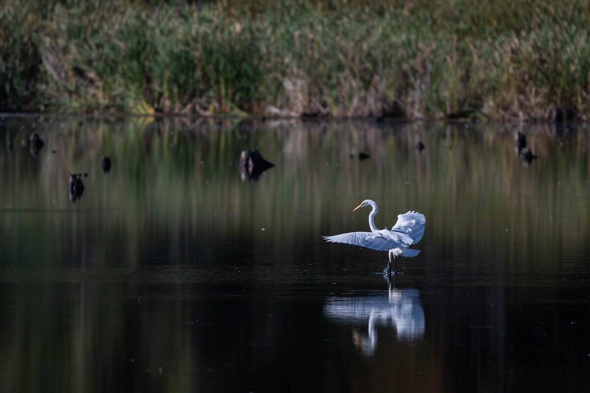 David Plant Photography - Wildlife Photography - Great egret - B.jpg - Great egret - Sarsaparilla trail, Stony Swamp, Ontario