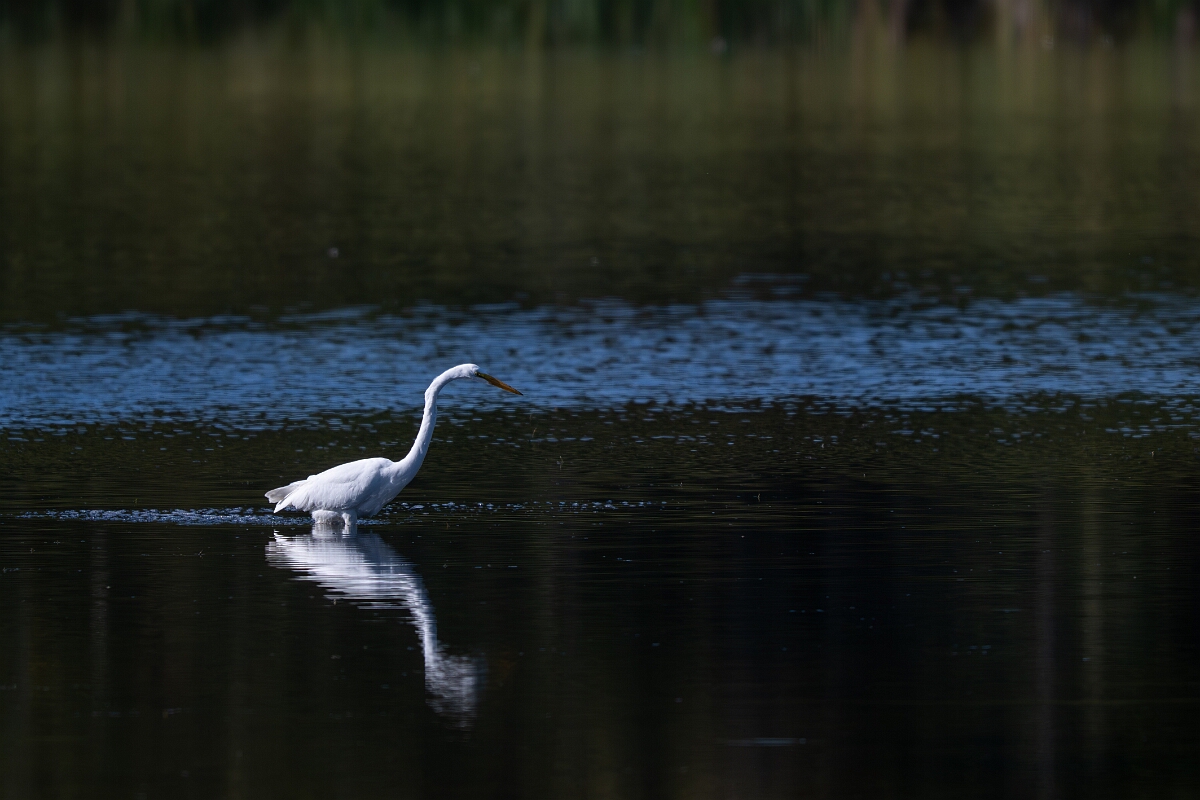 David Plant Photography - Wildlife Photography - Great egret - C.jpg - Great egret - Sarsaparilla trail, Stony Swamp, Ontario