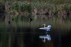 David Plant Photography - Wildlife Photography - Great egret - B