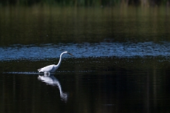David Plant Photography - Wildlife Photography - Great egret - C