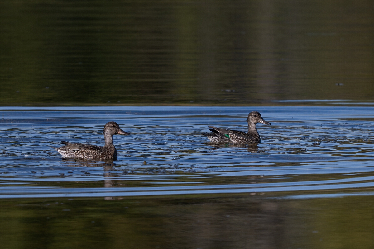 David Plant Photography - Wildlife Photography - Green-winged teal - A.jpg - Green-winged teal - Sarsaparilla trail, Stony Swamp, Ontario