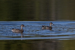 David Plant Photography - Wildlife Photography - Green-winged teal - A
