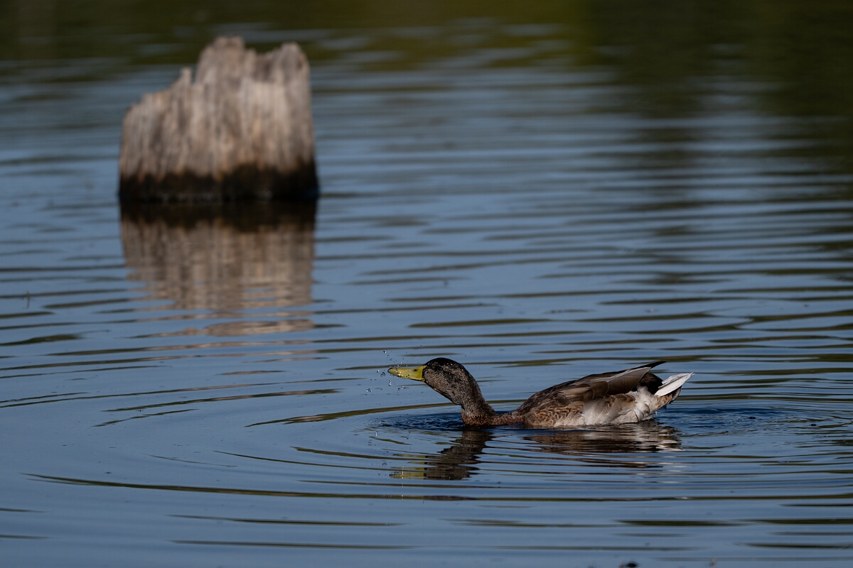 David Plant Photography - Wildlife Photography - Mallard - B.jpg - Mallard - Sarsaparilla trail, Stony Swamp, Ontario