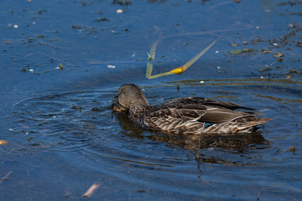 David Plant Photography - Wildlife Photography - Mallard - D.jpg - Mallard - Sarsaparilla trail, Stony Swamp, Ontario