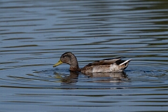 David Plant Photography - Wildlife Photography - Mallard - A